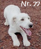 Azoren_Nr77_mN
