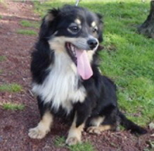 Azorenhunde_99_Apr._27_18.14