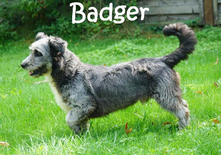 Badger_DSC05304_mN