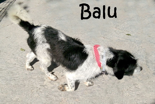 Balu_IMG_20180310_003226_mN