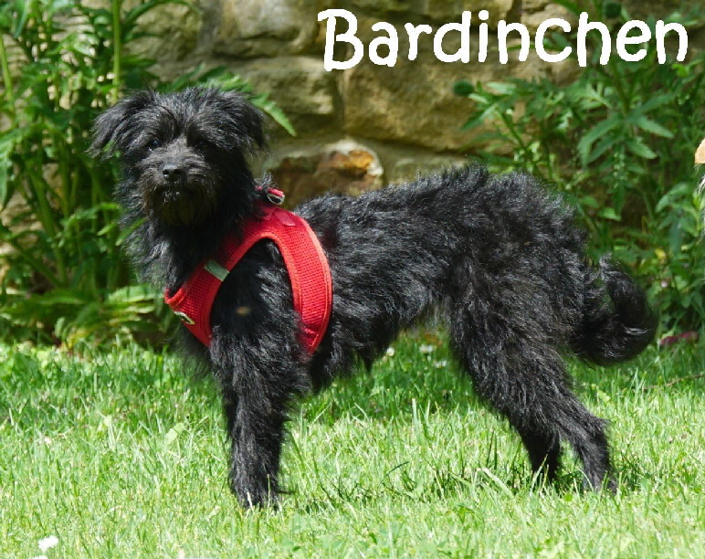 Bardinchen_DSC07321_mN