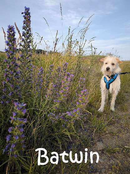 Batwin_2025-06-15_mN Batwin_2025-06-15_mN