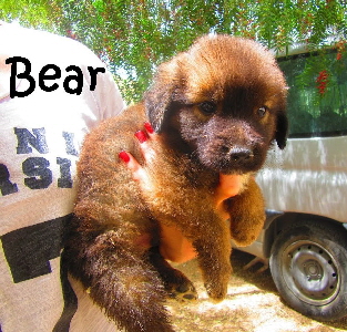 Bear_0001_mN