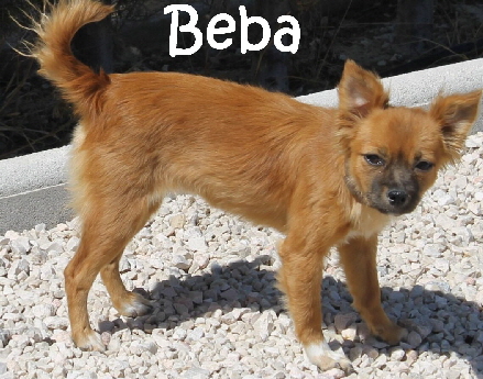 Beba_IMG-20170722-WA0018_mN