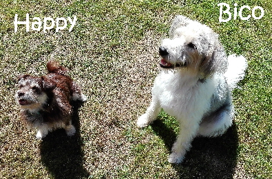 Bico+Happy_IMG_20160808_150203_mN