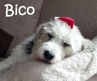 Bico_IMG-20161218-WA0005_mN