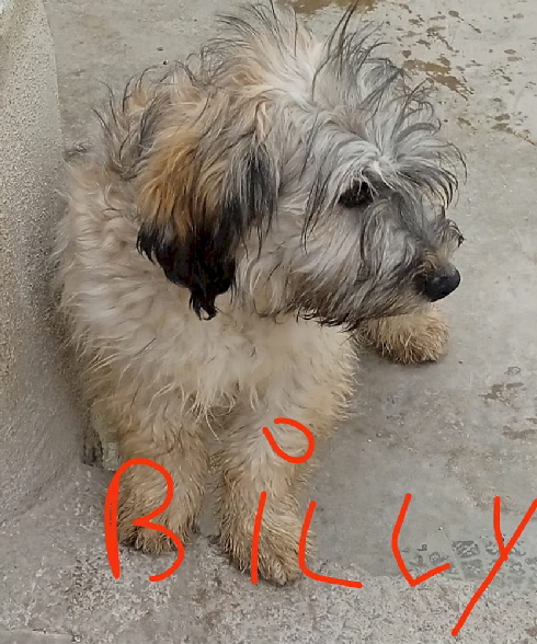 Billy_IMG-20230524-WA0003