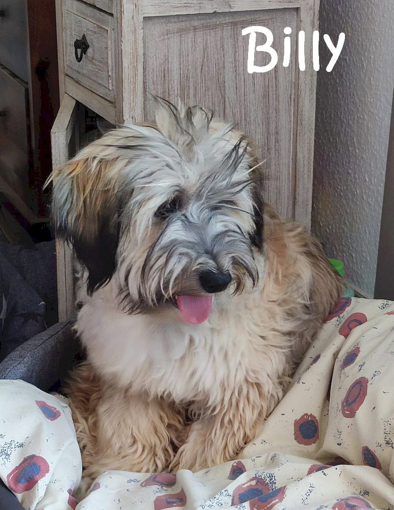 Billy_IMG-20230624-WA0004_mN