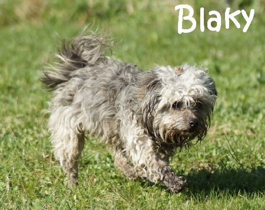 Blaky_DSC02166_mN