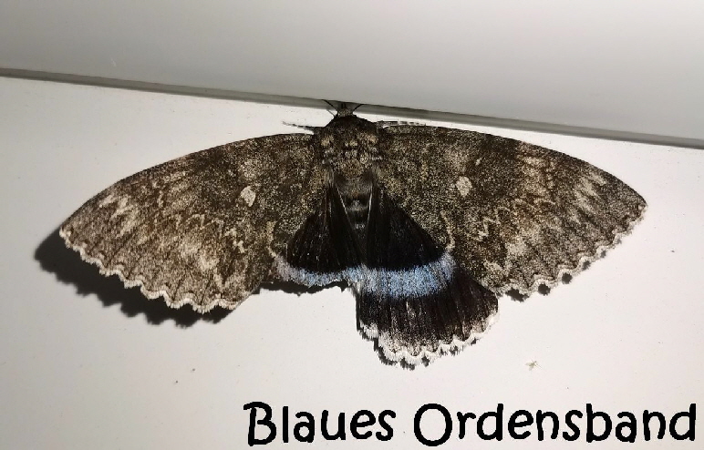 Blaues_Ordensband_IMG_20210903_224215