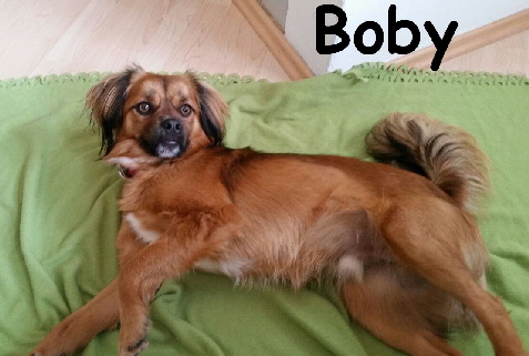 Boby_IMG-20170316-WA0003_mN