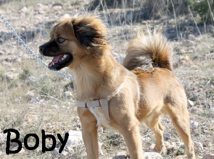 Boby_IMG_5452_mN