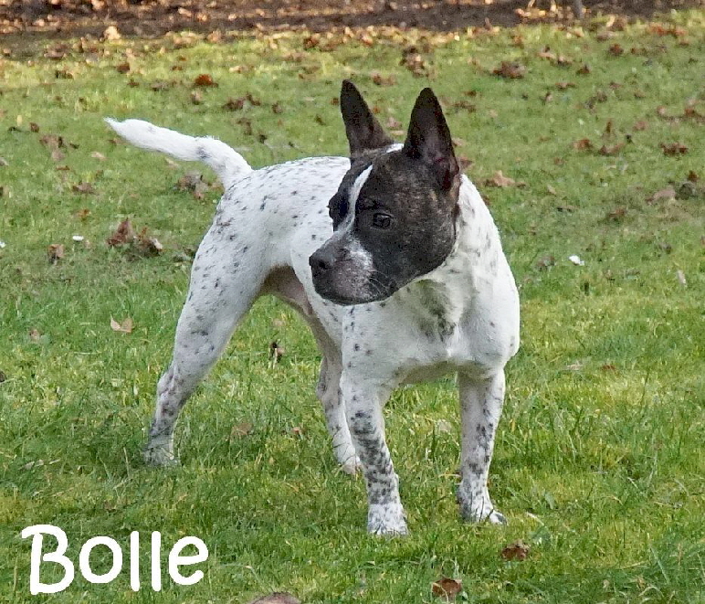 Bolle_DSC07377_mN