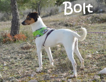 Bolt_DSC_0993 (1024x681)_mN