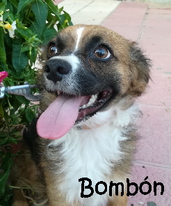 BombonII_IMG-20170724-WA0008_mN