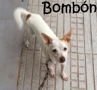 Bombon_IMG-20161017-WA0005_mN