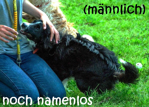 Border collie_2_mN