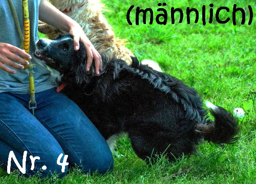 Border collie_2_mN2