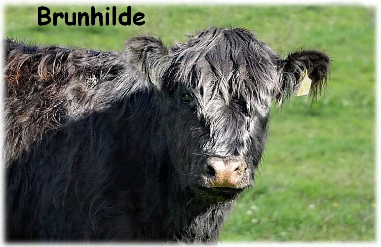 Brunhilde_received_805171440023003