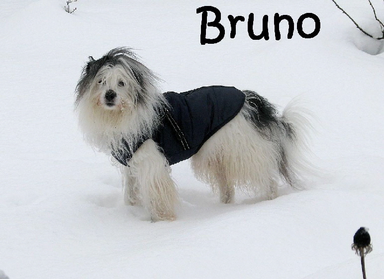 Bruno_202201-1-005-Bruno im Schnee