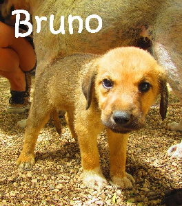 Bruno_IMG_1458_mN