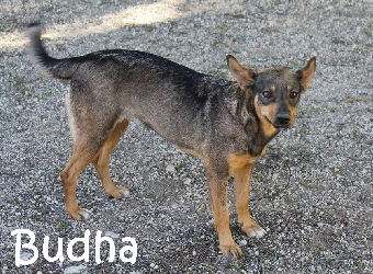 Budha_15000647_1797488170492409_3920576014410580839_o_mN
