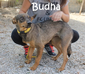 Budha_IMG_8535