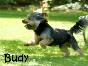 Budy_DSC06909_mN