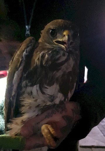 Bussard_20240125_182640