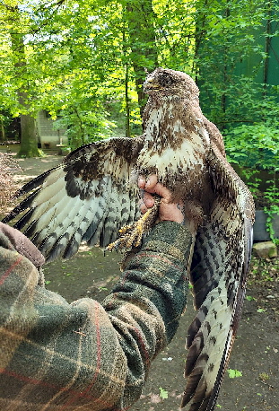 Bussard_Armsheim_20240423_133247