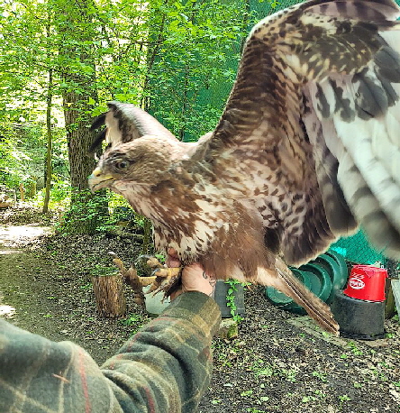 Bussard_Armsheim_20240423_133255