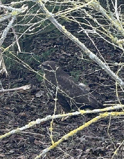 Bussard_poMMes_2024-01-25_15-16-17_1