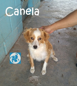 Canela_IMG_20170614_130420_wm_mN