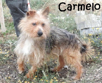 Carmelo_adjuntos_fichero_7bdde1c352a0a0fbg_mN