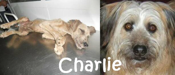 Charlie_1_mN