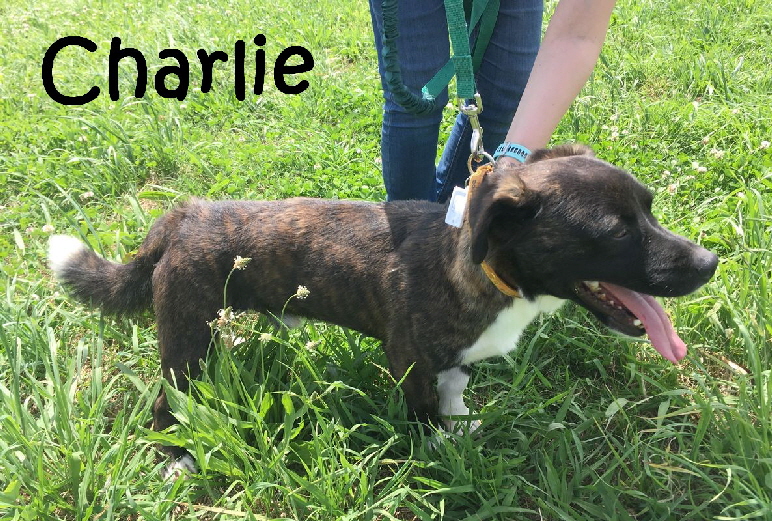 Charlie_1_mN
