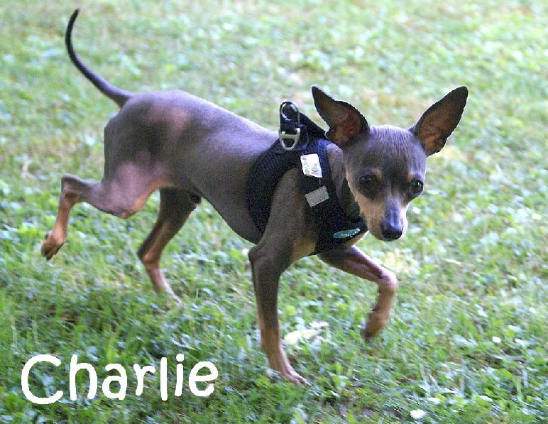 Charlie_DSC00004_mN