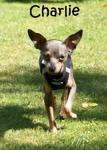 Charlie_DSC0004_mN