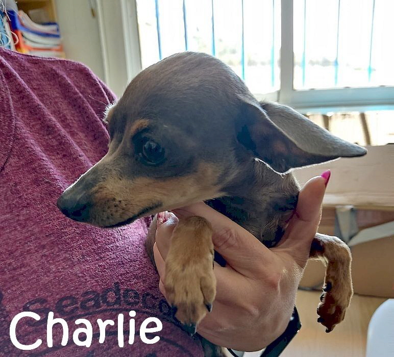 Charlie_IMG-20230419-WA0002_mN
