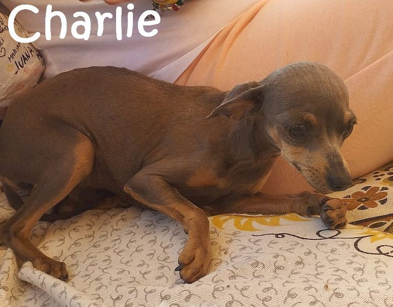 Charlie_IMG-20230421-WA0004_mN