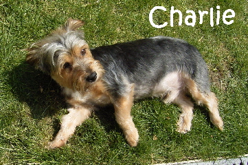 Charlie_R1015192_mN
