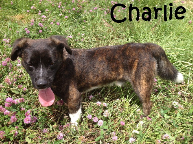 Charlie_Standing_mN