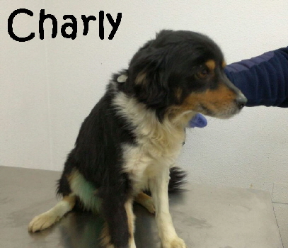 Charly_IMG-20180302-WA0000_mN
