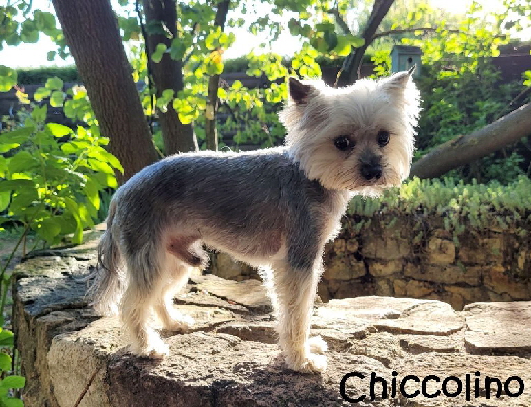 Chiccolino_20220727_191614