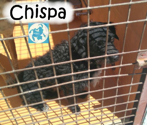Chispa_IMG_20170614_125045_wm_mN