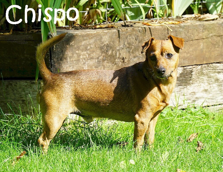 Chispo_DSC05678_mN