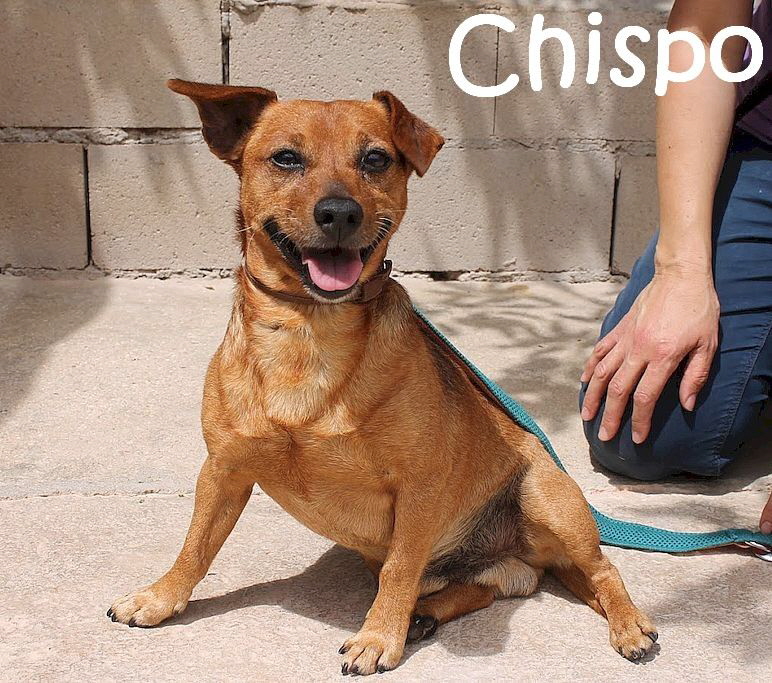 Chispo_IMG_2897