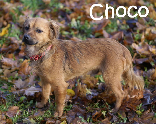 Choco_DSC00357_mN