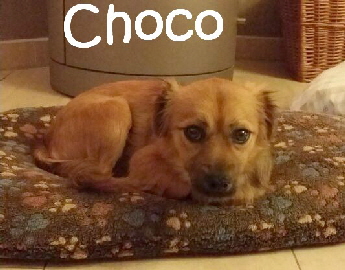 Choco_IMG-20171125-WA0018_mN