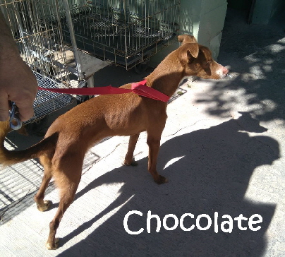 Chocolate_IMG_20180309_124525_mN